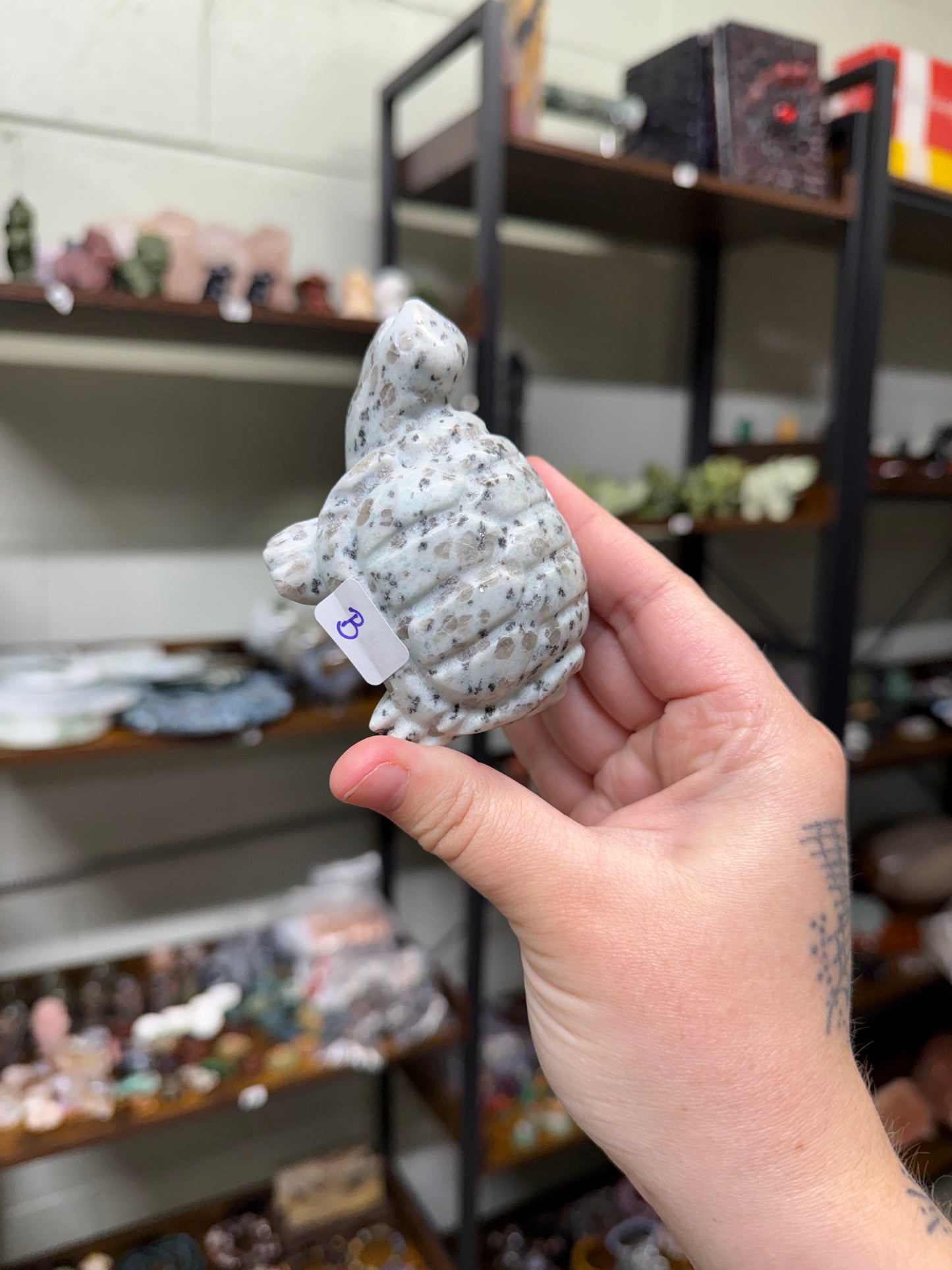 Kiwi Jasper Turtle