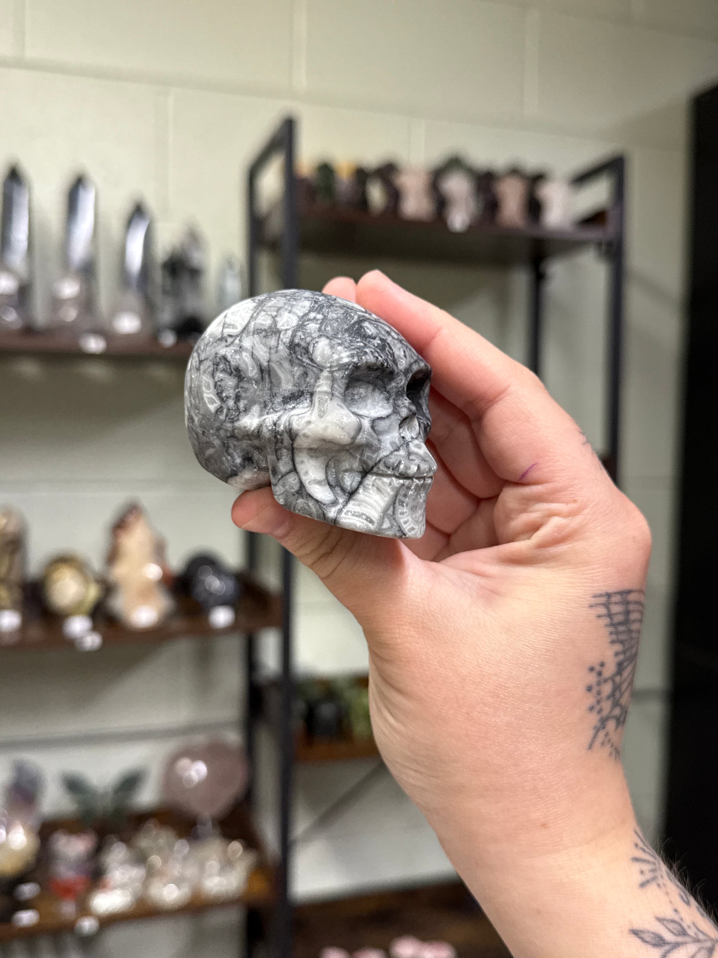 Fossil Shell Skulls