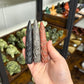 Witches Fingers