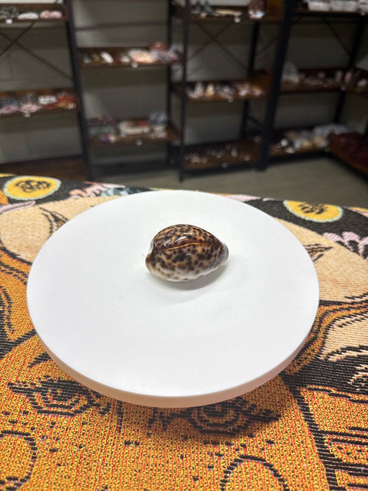 Custom Listing Sam