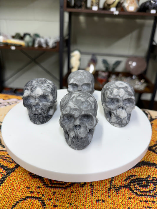 Fossil Shell Skulls