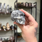 Fossil Shell Skulls