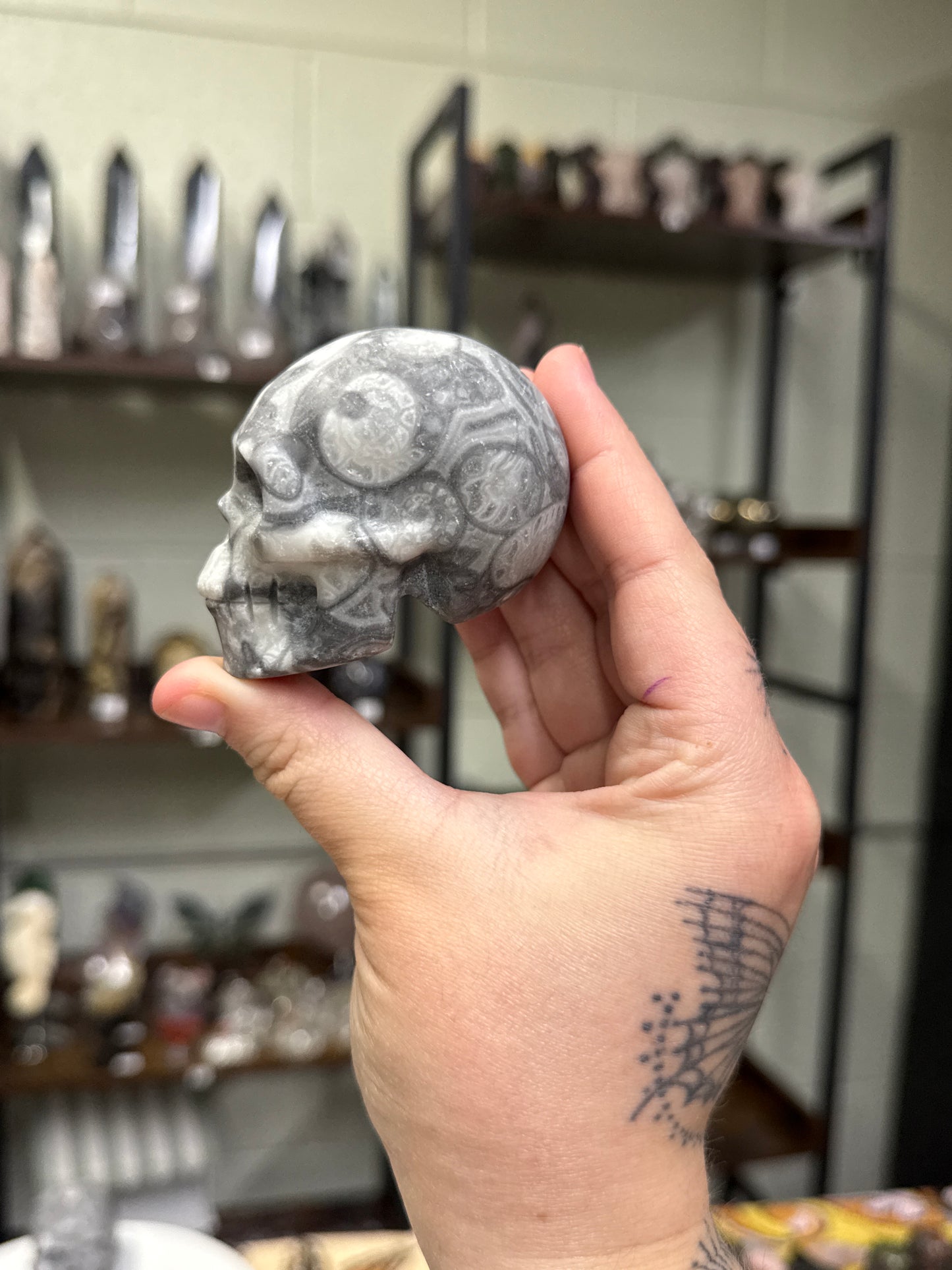 Fossil Shell Skulls